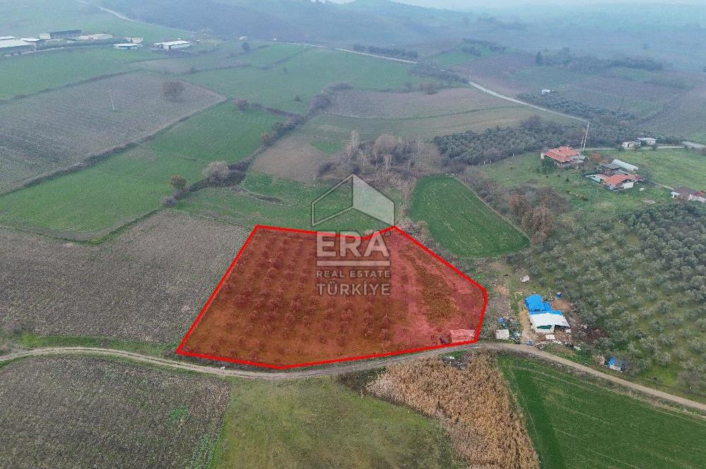 ERA SÖZ GAYRİMENKUL’DEN SUSURLUK GÖBEL’DE HEMEN GELİR GETİREN, DEĞERİ HER GEÇEN GÜN ARTAN SATILIK ZEYTİNLİK