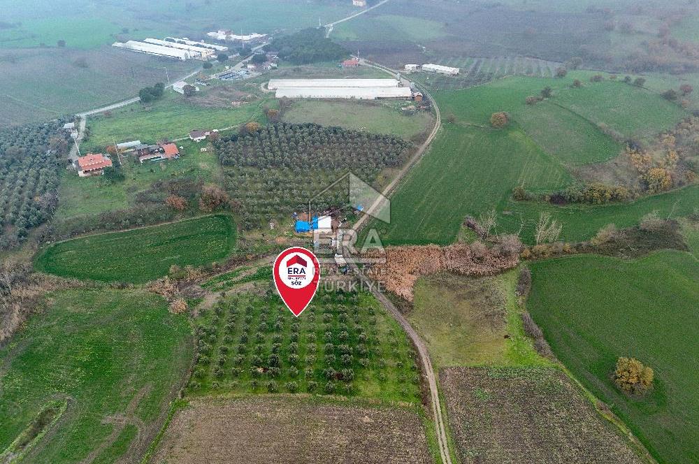 ERA SÖZ GAYRİMENKUL’DEN SUSURLUK GÖBEL’DE HEMEN GELİR GETİREN, DEĞERİ HER GEÇEN GÜN ARTAN SATILIK ZEYTİNLİK