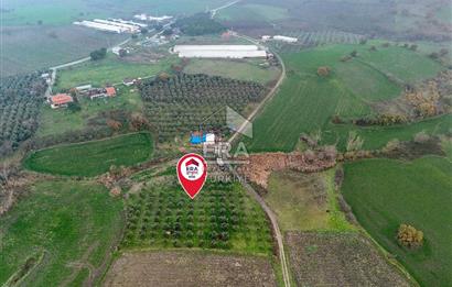 ERA SÖZ GAYRİMENKUL’DEN SUSURLUK GÖBEL’DE HEMEN GELİR GETİREN, DEĞERİ HER GEÇEN GÜN ARTAN SATILIK ZEYTİNLİK