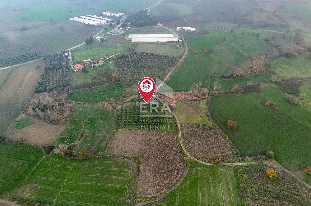 ERA SÖZ GAYRİMENKUL’DEN SUSURLUK GÖBEL’DE HEMEN GELİR GETİREN, DEĞERİ HER GEÇEN GÜN ARTAN SATILIK ZEYTİNLİK