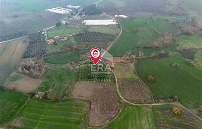 ERA SÖZ GAYRİMENKUL’DEN SUSURLUK GÖBEL’DE HEMEN GELİR GETİREN, DEĞERİ HER GEÇEN GÜN ARTAN SATILIK ZEYTİNLİK