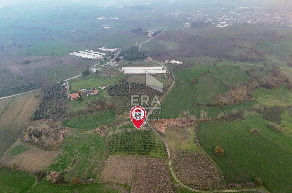 ERA SÖZ GAYRİMENKUL’DEN SUSURLUK GÖBEL’DE HEMEN GELİR GETİREN, DEĞERİ HER GEÇEN GÜN ARTAN SATILIK ZEYTİNLİK