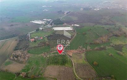 ERA SÖZ GAYRİMENKUL’DEN SUSURLUK GÖBEL’DE HEMEN GELİR GETİREN, DEĞERİ HER GEÇEN GÜN ARTAN SATILIK ZEYTİNLİK