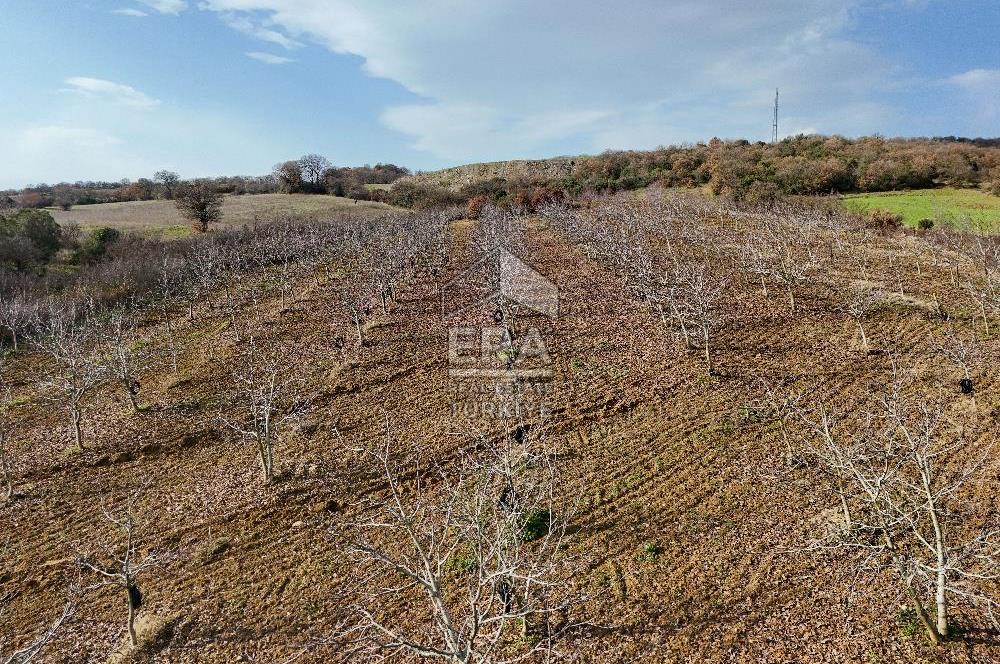 ERA SÖZ GAYRİMENKUL’DEN SAVAŞTEPE KOCABIYIKLAR’DA YATIRIMINIZI GELECEĞE TAŞIYAN, YÜKSEK KAZANÇLI CEVİZ VE BADEM BAHÇESİ!