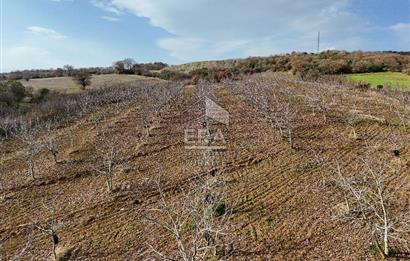 ERA SÖZ GAYRİMENKUL’DEN SAVAŞTEPE KOCABIYIKLAR’DA YATIRIMINIZI GELECEĞE TAŞIYAN, YÜKSEK KAZANÇLI CEVİZ VE BADEM BAHÇESİ!