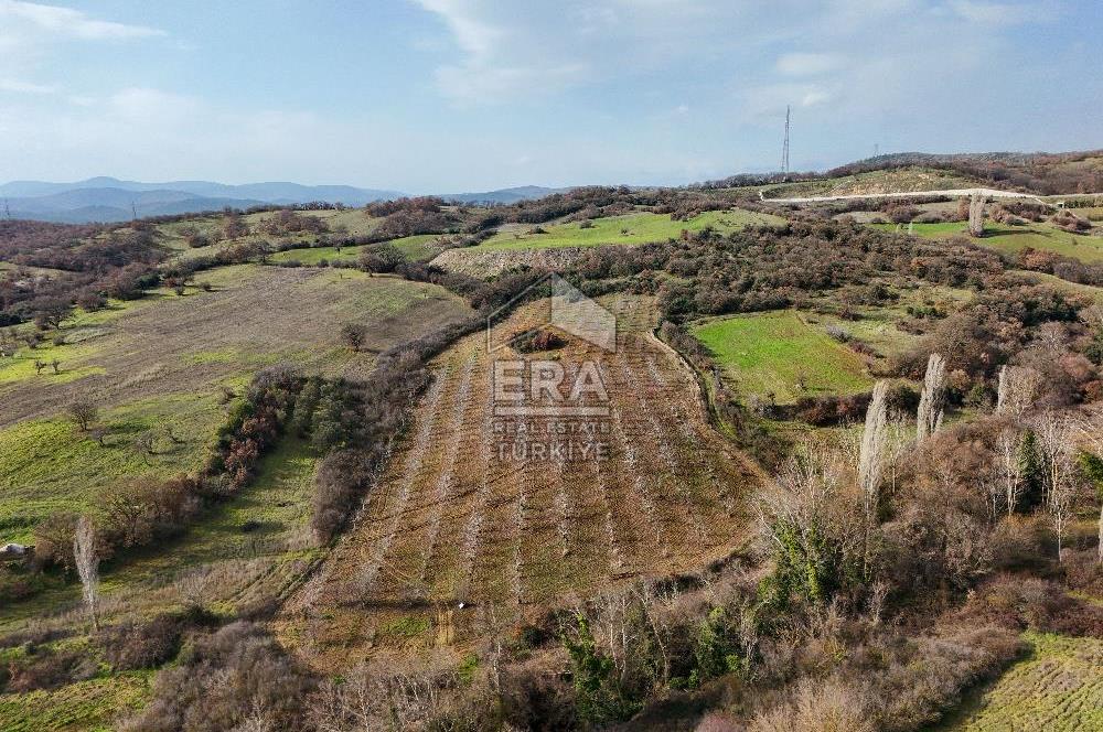 ERA SÖZ GAYRİMENKUL’DEN SAVAŞTEPE KOCABIYIKLAR’DA YATIRIMINIZI GELECEĞE TAŞIYAN, YÜKSEK KAZANÇLI CEVİZ VE BADEM BAHÇESİ!
