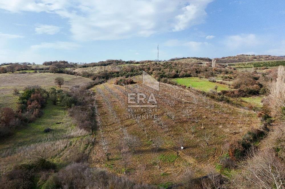 ERA SÖZ GAYRİMENKUL’DEN SAVAŞTEPE KOCABIYIKLAR’DA YATIRIMINIZI GELECEĞE TAŞIYAN, YÜKSEK KAZANÇLI CEVİZ VE BADEM BAHÇESİ!