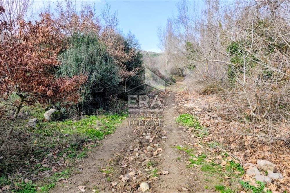 ERA SÖZ GAYRİMENKUL’DEN SAVAŞTEPE KOCABIYIKLAR’DA YATIRIMINIZI GELECEĞE TAŞIYAN, YÜKSEK KAZANÇLI CEVİZ VE BADEM BAHÇESİ!