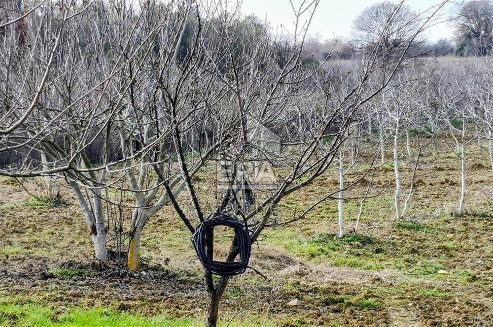 ERA SÖZ GAYRİMENKUL’DEN SAVAŞTEPE KOCABIYIKLAR’DA YATIRIMINIZI GELECEĞE TAŞIYAN, YÜKSEK KAZANÇLI CEVİZ VE BADEM BAHÇESİ!