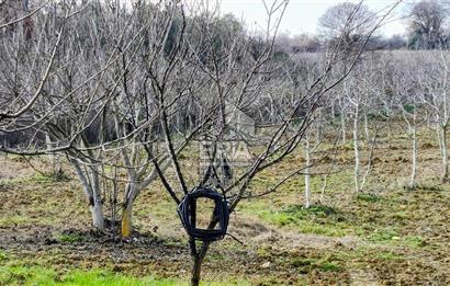 ERA SÖZ GAYRİMENKUL’DEN SAVAŞTEPE KOCABIYIKLAR’DA YATIRIMINIZI GELECEĞE TAŞIYAN, YÜKSEK KAZANÇLI CEVİZ VE BADEM BAHÇESİ!