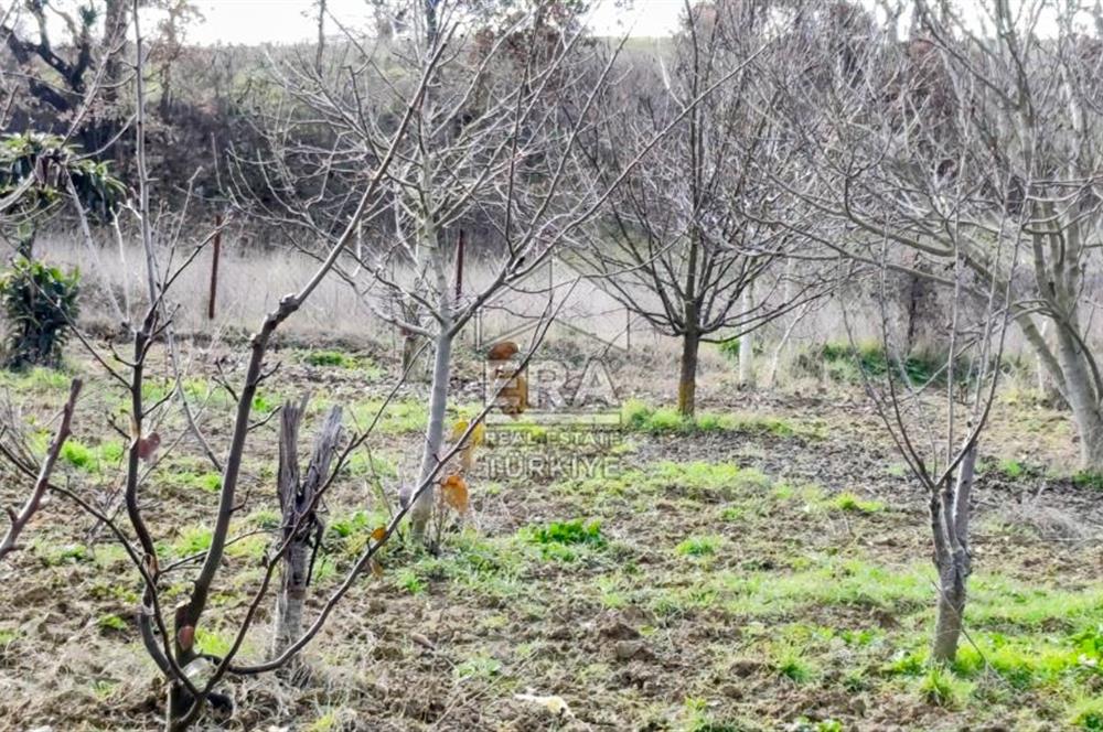 ERA SÖZ GAYRİMENKUL’DEN SAVAŞTEPE KOCABIYIKLAR’DA YATIRIMINIZI GELECEĞE TAŞIYAN, YÜKSEK KAZANÇLI CEVİZ VE BADEM BAHÇESİ!