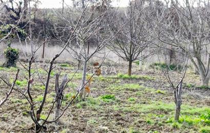 ERA SÖZ GAYRİMENKUL’DEN SAVAŞTEPE KOCABIYIKLAR’DA YATIRIMINIZI GELECEĞE TAŞIYAN, YÜKSEK KAZANÇLI CEVİZ VE BADEM BAHÇESİ!