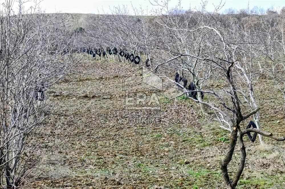 ERA SÖZ GAYRİMENKUL’DEN SAVAŞTEPE KOCABIYIKLAR’DA YATIRIMINIZI GELECEĞE TAŞIYAN, YÜKSEK KAZANÇLI CEVİZ VE BADEM BAHÇESİ!