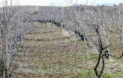 ERA SÖZ GAYRİMENKUL’DEN SAVAŞTEPE KOCABIYIKLAR’DA YATIRIMINIZI GELECEĞE TAŞIYAN, YÜKSEK KAZANÇLI CEVİZ VE BADEM BAHÇESİ!