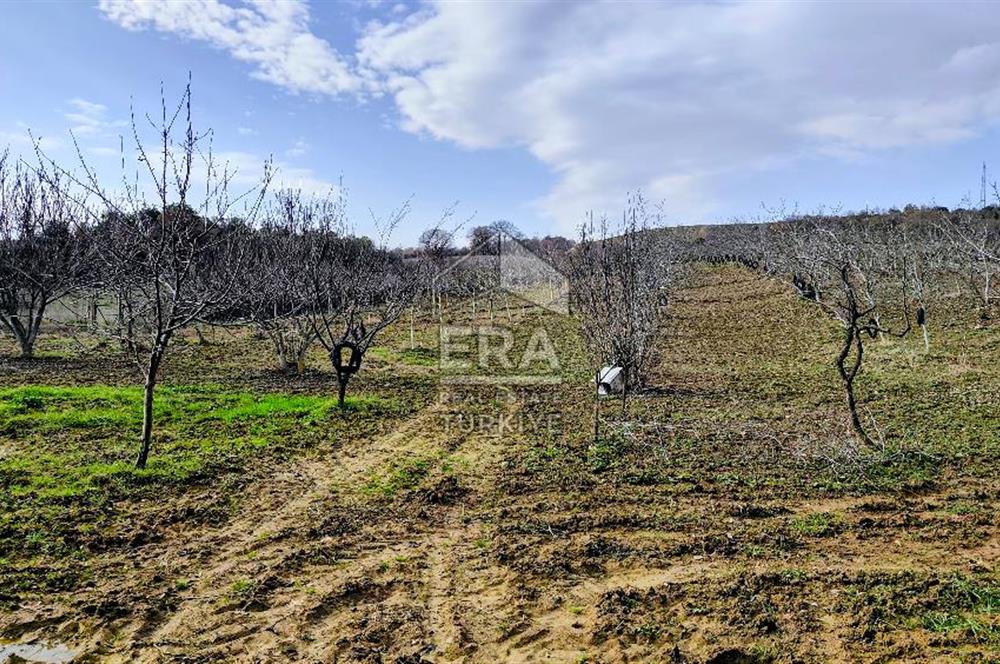 ERA SÖZ GAYRİMENKUL’DEN SAVAŞTEPE KOCABIYIKLAR’DA YATIRIMINIZI GELECEĞE TAŞIYAN, YÜKSEK KAZANÇLI CEVİZ VE BADEM BAHÇESİ!