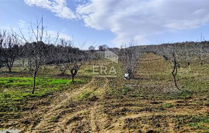 ERA SÖZ GAYRİMENKUL’DEN SAVAŞTEPE KOCABIYIKLAR’DA YATIRIMINIZI GELECEĞE TAŞIYAN, YÜKSEK KAZANÇLI CEVİZ VE BADEM BAHÇESİ!