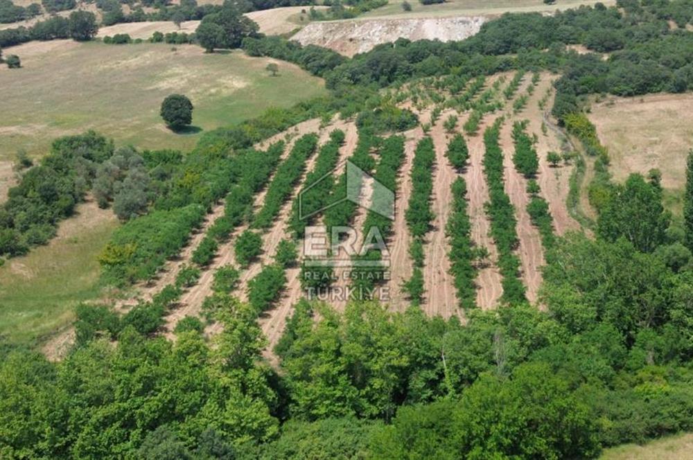 ERA SÖZ GAYRİMENKUL’DEN SAVAŞTEPE KOCABIYIKLAR’DA YATIRIMINIZI GELECEĞE TAŞIYAN, YÜKSEK KAZANÇLI CEVİZ VE BADEM BAHÇESİ!