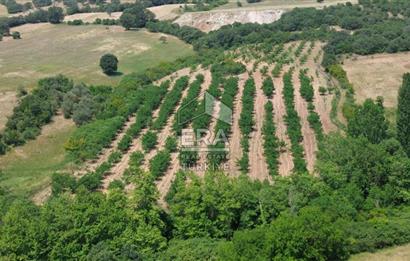 ERA SÖZ GAYRİMENKUL’DEN SAVAŞTEPE KOCABIYIKLAR’DA YATIRIMINIZI GELECEĞE TAŞIYAN, YÜKSEK KAZANÇLI CEVİZ VE BADEM BAHÇESİ!