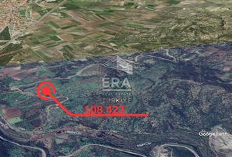 Era Angel'dan Ayvalık'ta Tarla (240 Zeytin Ağacı- 11.500m2) - 1 - 14271
