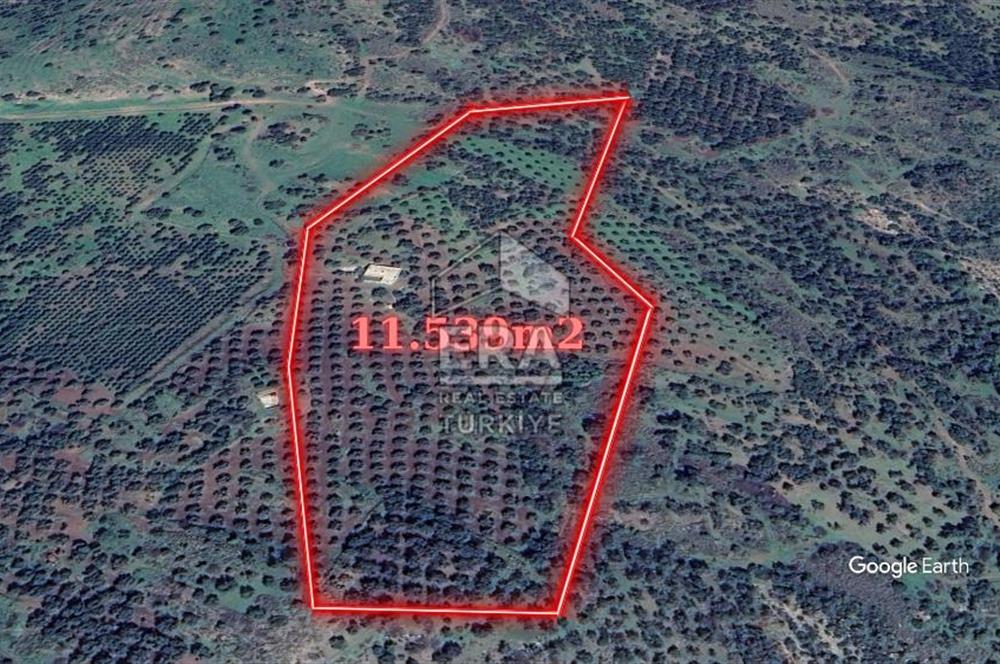 Era Angel'dan Ayvalık'ta Tarla (240 Zeytin Ağacı- 11.500m2)