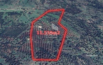 Era Angel'dan Ayvalık'ta Tarla (240 Zeytin Ağacı- 11.500m2)