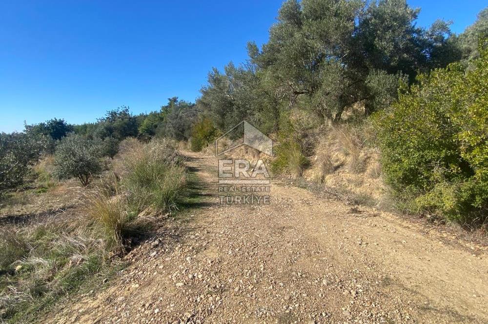 MANAVGAT HACIİSALİ SATILIK TEK TAPU TARLA