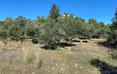 MANAVGAT HACIİSALİ SATILIK TEK TAPU TARLA