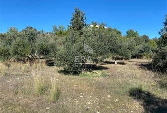 MANAVGAT HACIİSALİ SATILIK TEK TAPU TARLA - 1 - 14307