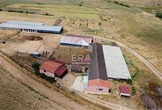 Küçükbaş Büyükbaş ve Tarıma Uygun Çiftlik - 1 - 14322
