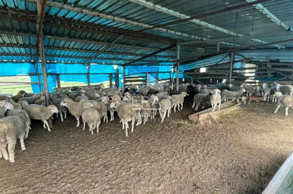 Küçükbaş Büyükbaş ve Tarıma Uygun Çiftlik
