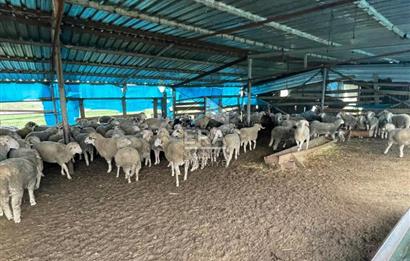 Küçükbaş Büyükbaş ve Tarıma Uygun Çiftlik