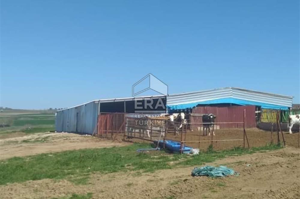 Küçükbaş Büyükbaş ve Tarıma Uygun Çiftlik