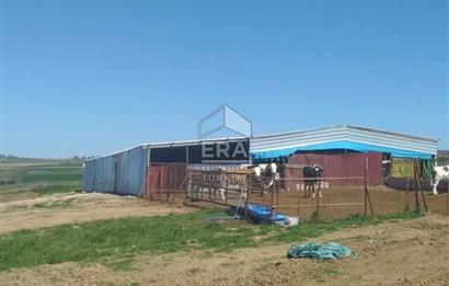 Küçükbaş Büyükbaş ve Tarıma Uygun Çiftlik