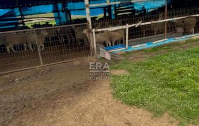 Küçükbaş Büyükbaş ve Tarıma Uygun Çiftlik