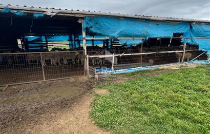 Küçükbaş Büyükbaş ve Tarıma Uygun Çiftlik