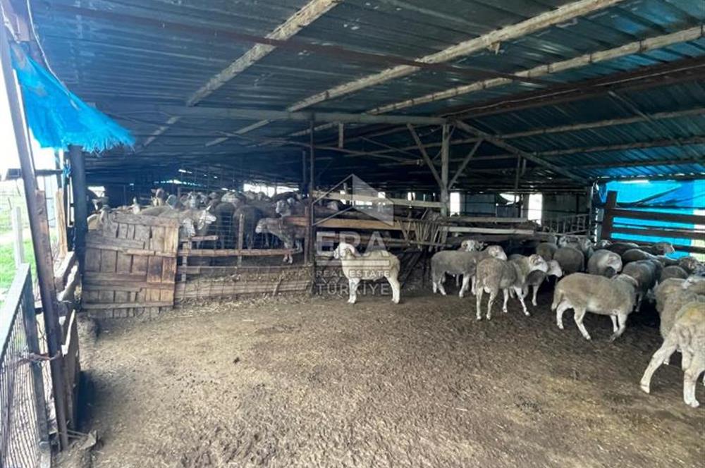 Küçükbaş Büyükbaş ve Tarıma Uygun Çiftlik