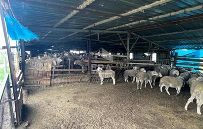 Küçükbaş Büyükbaş ve Tarıma Uygun Çiftlik