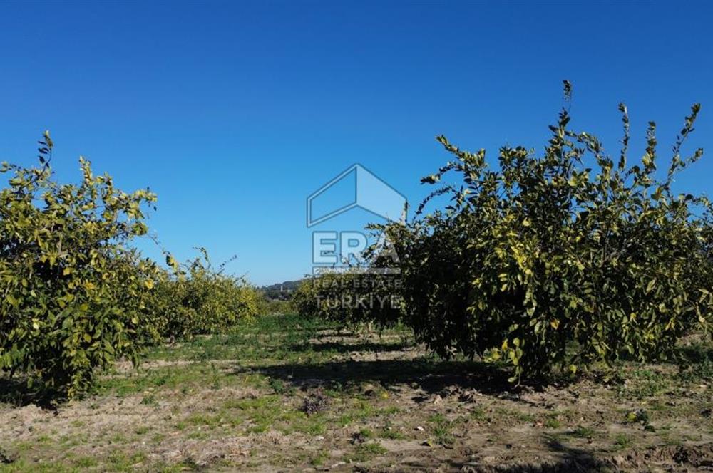 MANDALİNA BAHÇESİ