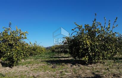 MANDALİNA BAHÇESİ