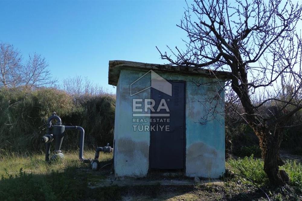 MANDALİNA BAHÇESİ