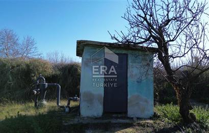 MANDALİNA BAHÇESİ