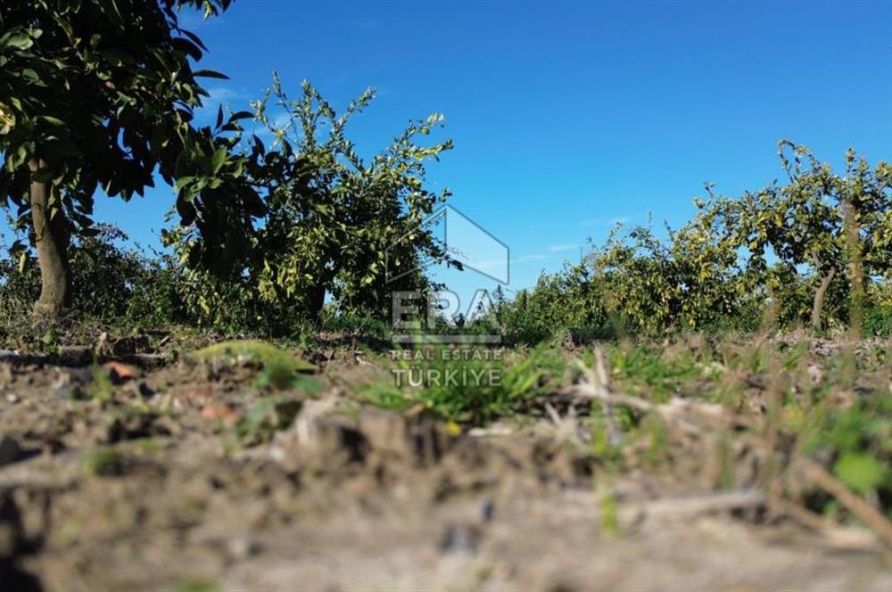 MANDALİNA BAHÇESİ