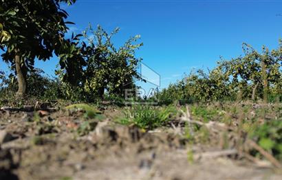 MANDALİNA BAHÇESİ