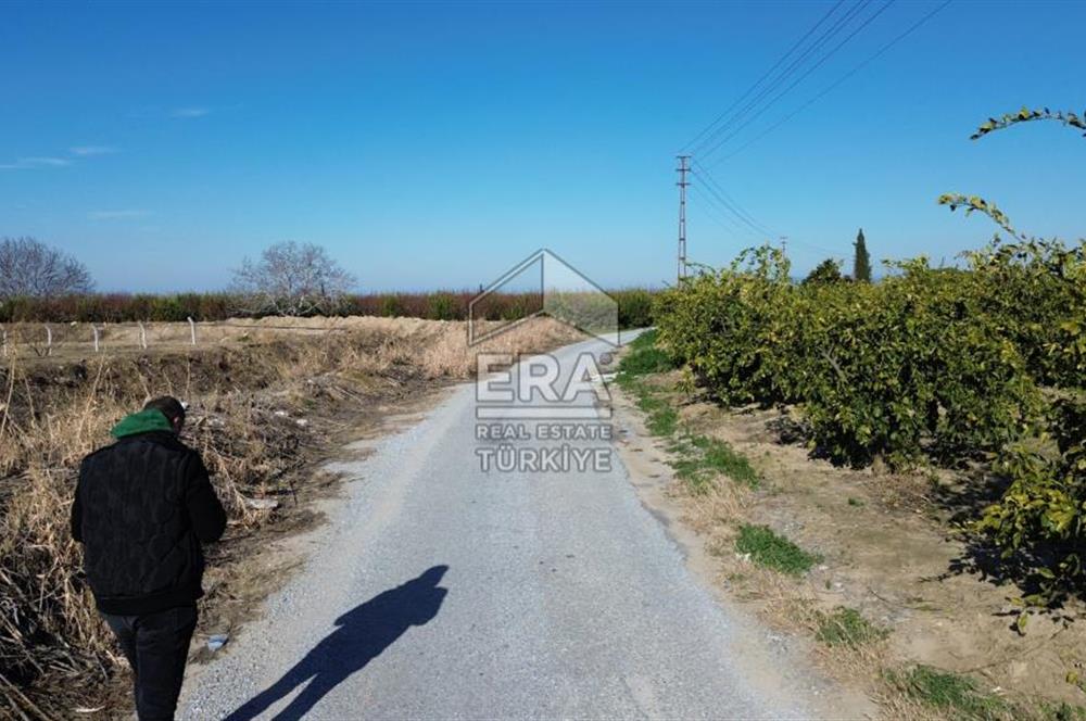 MANDALİNA BAHÇESİ