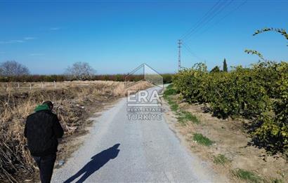 MANDALİNA BAHÇESİ