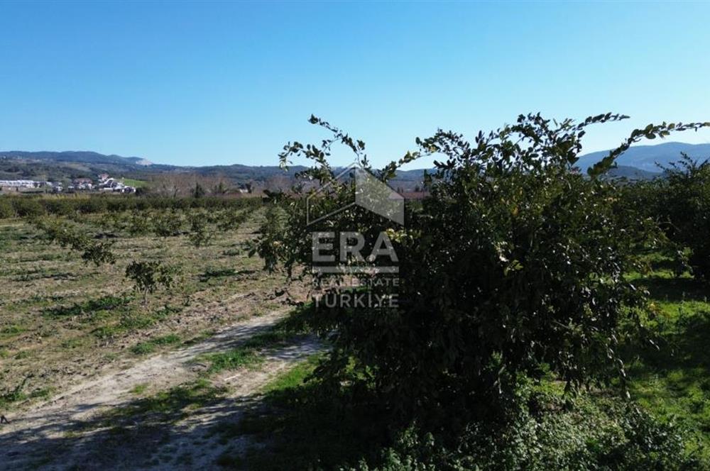 MANDALİNA BAHÇESİ