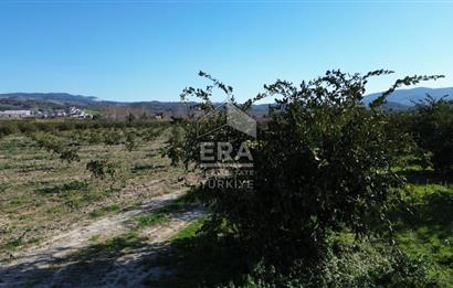 MANDALİNA BAHÇESİ