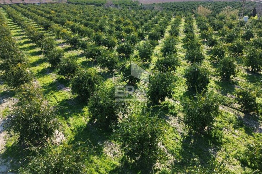 MANDALİNA BAHÇESİ