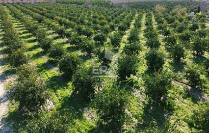 MANDALİNA BAHÇESİ