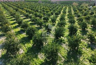 MANDALİNA BAHÇESİ - 2 - 14401